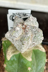 Astrophytum ‘lotus land’