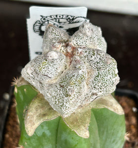 Astrophytum ‘lotus land’