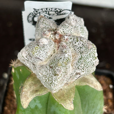 Astrophytum ‘lotus land’