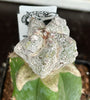 Astrophytum ‘lotus land’