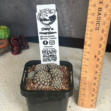 Sulcorebutia langeri