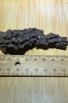 Coprolite ( fossilised poo )
