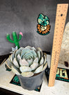 Echeveria sp