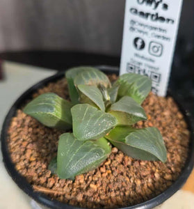 Haworthia sp. Hybrid 08