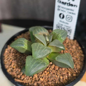 Haworthia sp. Hybrid 08