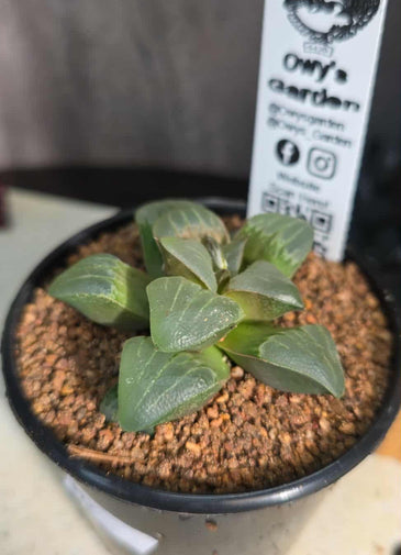 Haworthia sp. Hybrid 08