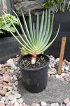 Aloe plicatillis (Large plants)
