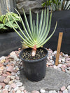 Aloe plicatillis (Large plants)