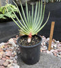 Aloe plicatillis (Large plants)