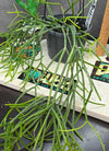 Rhipsalis teres