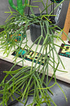 Rhipsalis teres