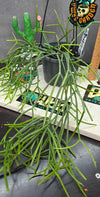 Rhipsalis teres