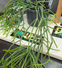 Rhipsalis teres