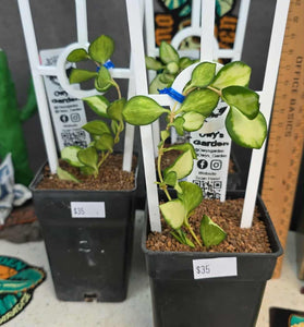 Hoya heuschkliana 'variegata'
