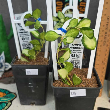 Hoya heuschkliana 'variegata'