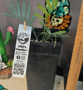 Encephalartos aemulans x lebombensis x lehmanii (Smaller)