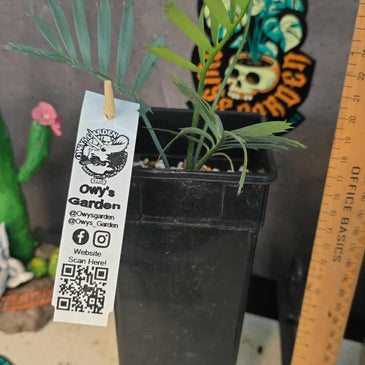 Encephalartos aemulans x lebombensis x lehmanii (Smaller)