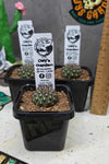 Sulcorebutia pulchra  V. albaredata