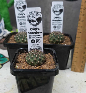 Sulcorebutia pulchra  V. albaredata