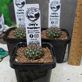 Sulcorebutia pulchra  V. albaredata