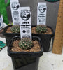 Sulcorebutia pulchra  V. albaredata