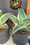 Agave gypsophylla 'ivory curls'