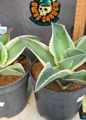 Agave gypsophylla 'ivory curls'