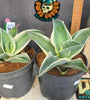 Agave gypsophylla 'ivory curls'
