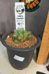 Haworthia cooperi