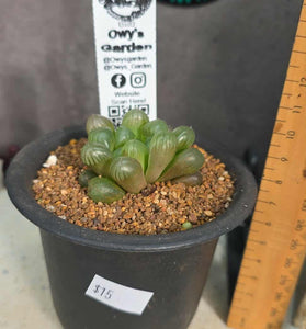 Haworthia cooperi