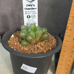 Haworthia cooperi