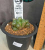 Haworthia cooperi