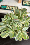 Crassula platyphylla ‘variegata’
