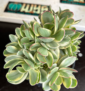 Crassula platyphylla ‘variegata’