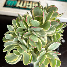 Crassula platyphylla ‘variegata’