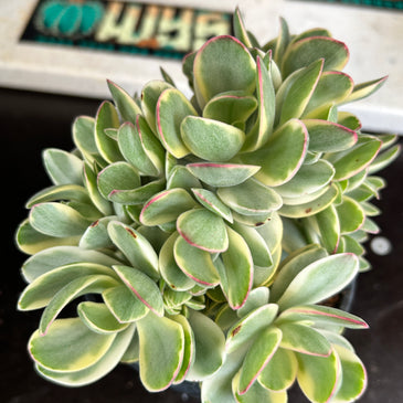 Crassula platyphylla ‘variegata’