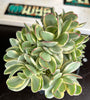 Crassula platyphylla ‘variegata’