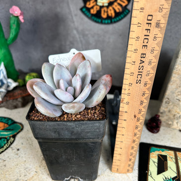Echeveria sp