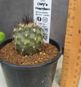 Copiapoa humillis