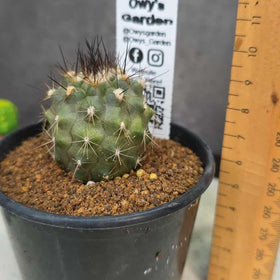 Copiapoa humillis