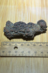 Coprolite ( fossilised poo )