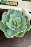 Echeveria sp