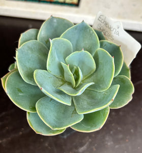 Echeveria sp