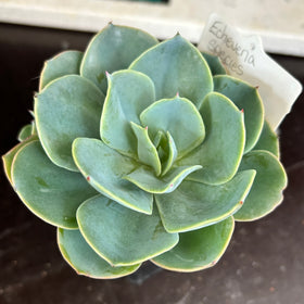 Echeveria sp