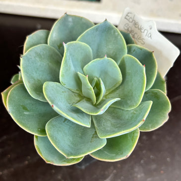 Echeveria sp