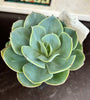 Echeveria sp