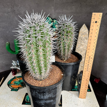 Pachycereus pringlei