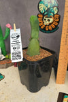 Trichocereus bridgesii mostrosa