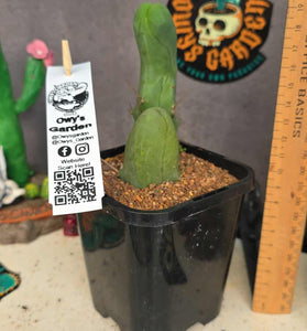 Trichocereus bridgesii mostrosa