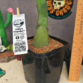 Trichocereus bridgesii mostrosa